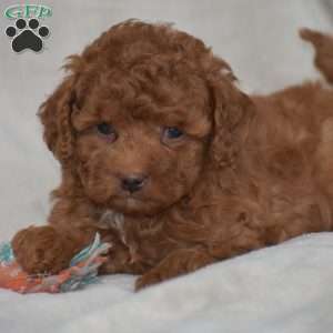 Kimberly, Miniature Poodle Puppy